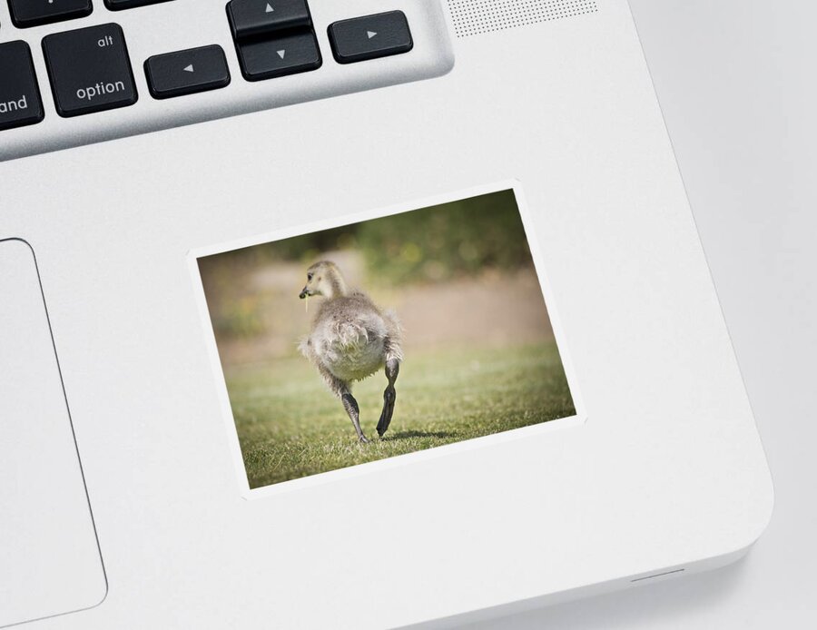 Goose Sticker featuring the photograph Lunch on the Run by Priya Ghose