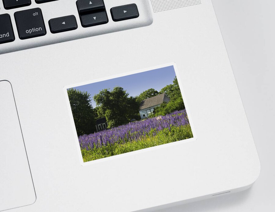 Lupine Flowers Sticker featuring the photograph Lupine Flowers Near Round Pond Maine by Keith Webber Jr