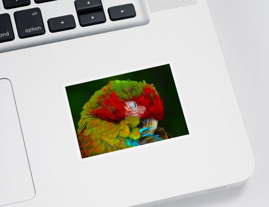 Parrot Sticker featuring the photograph Mac-awwww by Gary Holmes