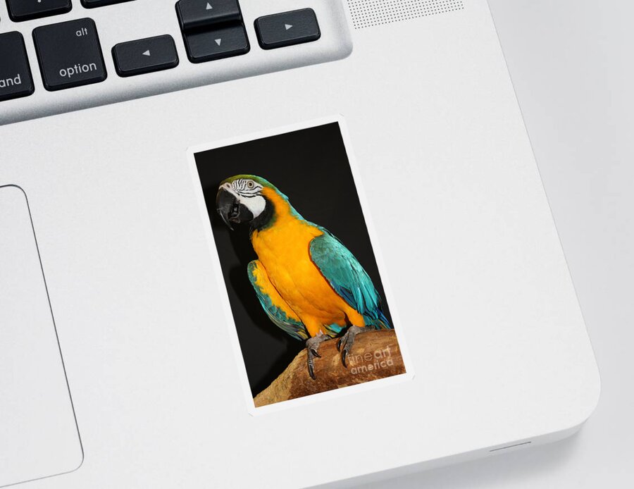 Macaw Hanging Out Sticker featuring the photograph Macaw Hanging Out by John Telfer