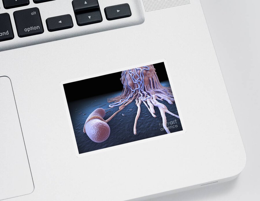 Cells Sticker featuring the photograph Macrophage Fighting Bacteria by Science Picture Co