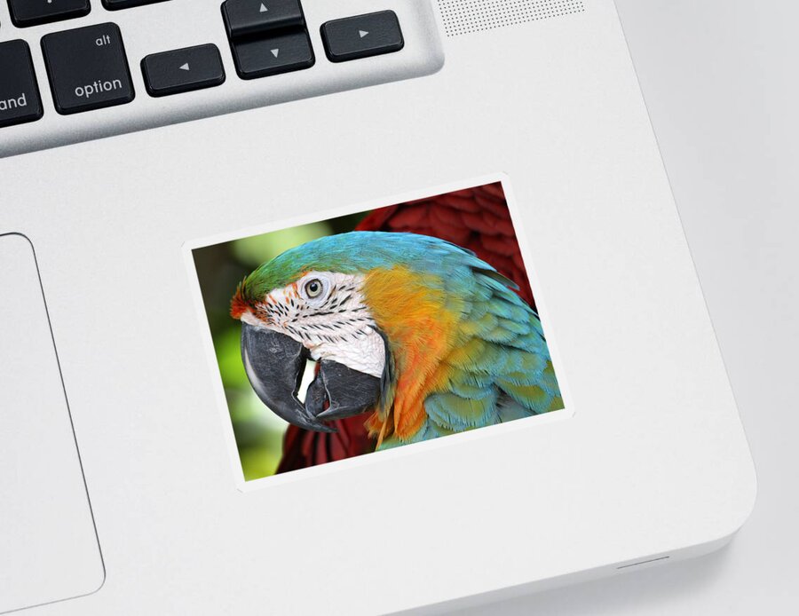 Parrot Sticker featuring the photograph Magnificent Macaw by David Nicholls