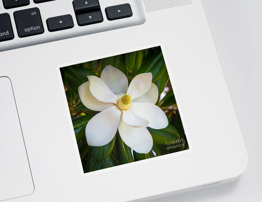 America Sticker featuring the photograph Magnolia Flower by Inge Johnsson