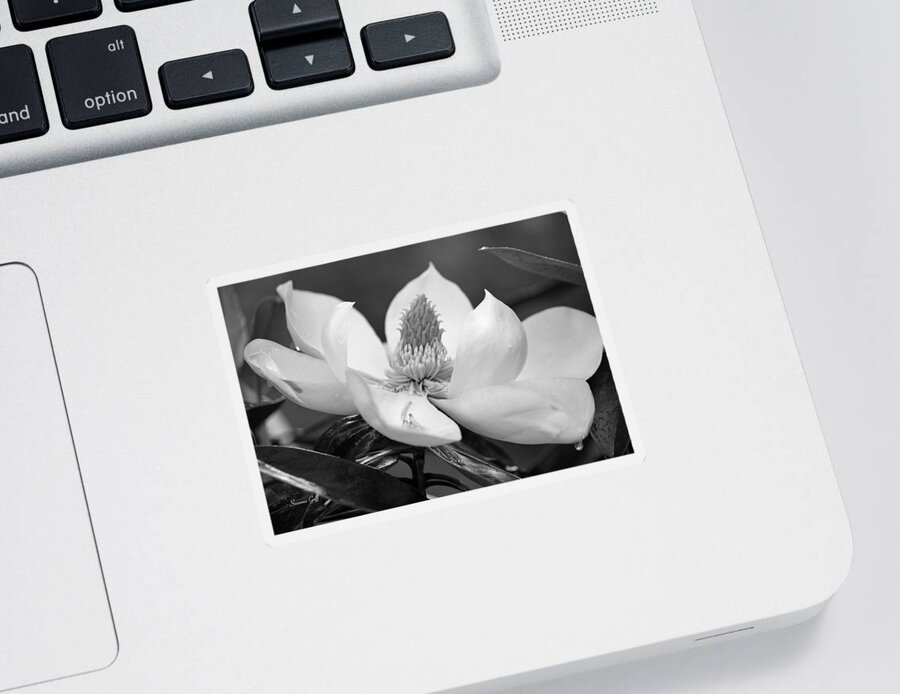 Black And White Sticker featuring the photograph Magnolia in May - Black and White by Suzanne Gaff