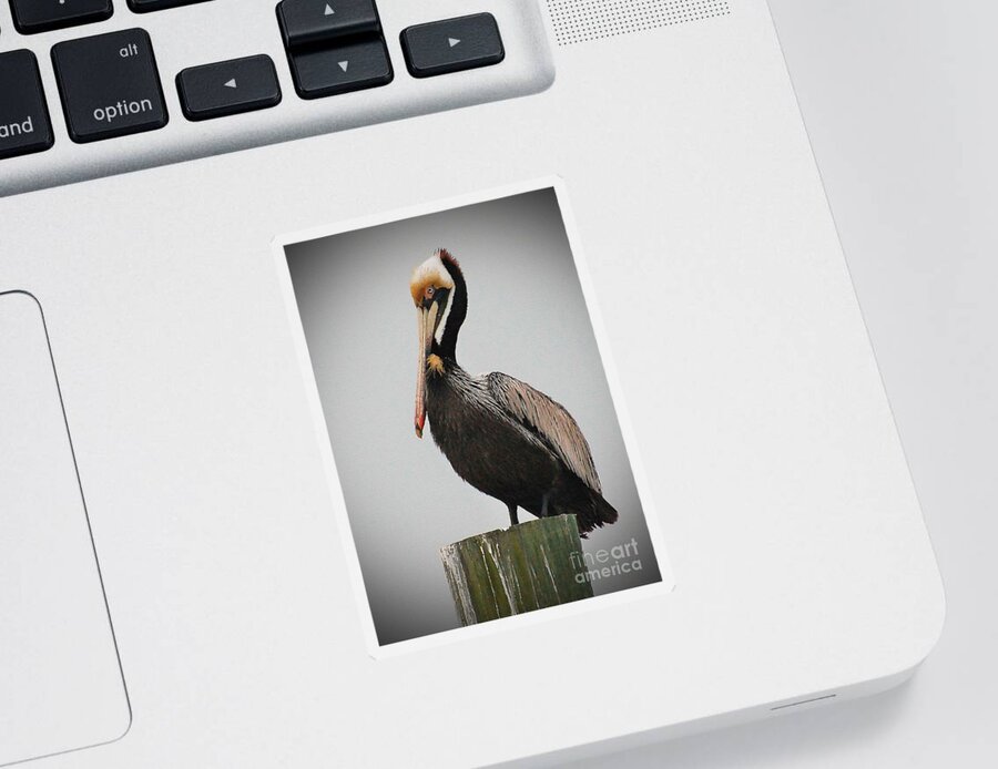 Pelican Sticker featuring the photograph Male Brown Pelican Perching by Kathy Baccari