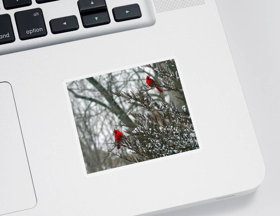 Winter Sticker featuring the photograph Male Cardinal Pair by Karen Adams