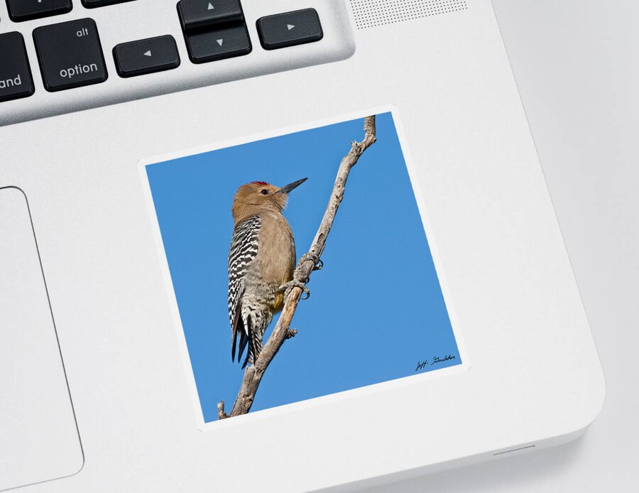 Animal Sticker featuring the photograph Male Gila Woodpecker by Jeff Goulden