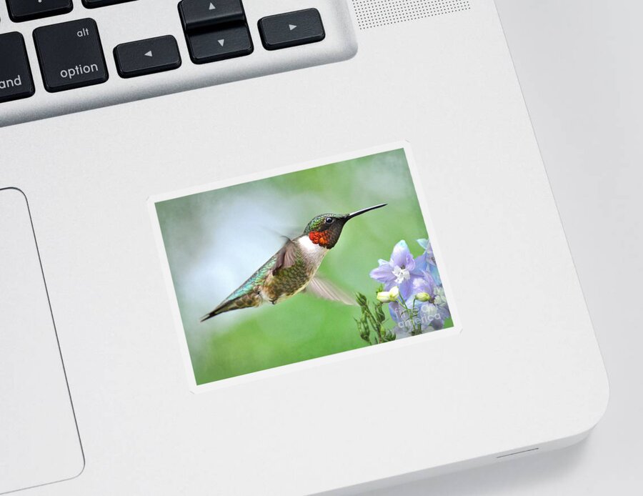 Hummingbird Sticker featuring the photograph Male Hummingbird Hovering Over Lavender Lapspar Flowers by Kathy Baccari