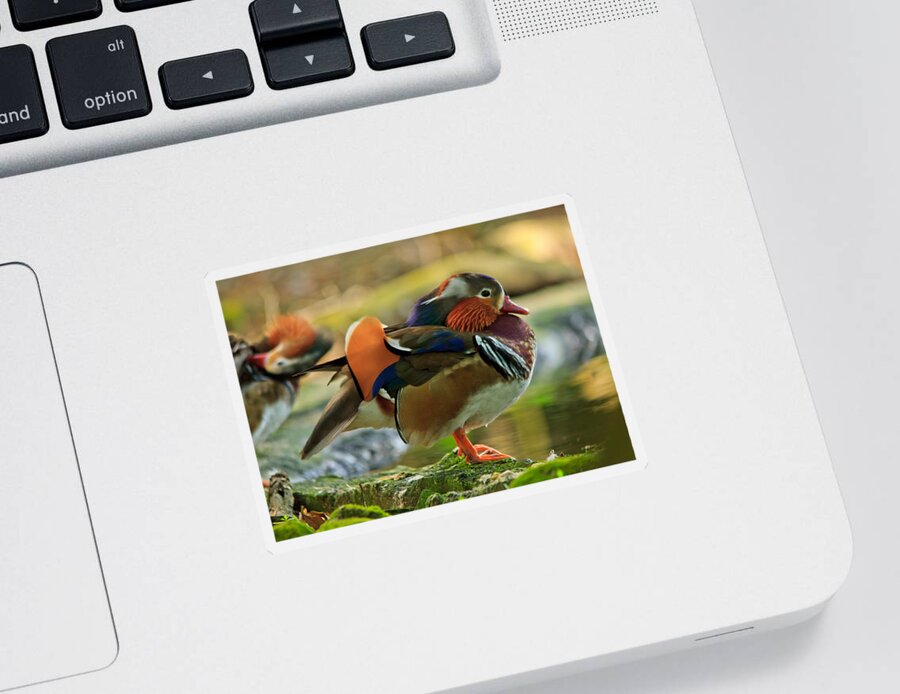 Mandarin Sticker featuring the photograph Male mandarin duck on a rock by Eti Reid
