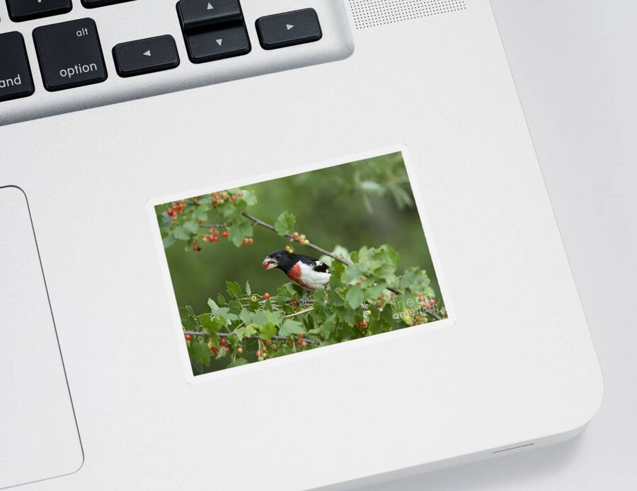 Nature Sticker featuring the photograph Male Rose-breasted Grosbeak by Linda Freshwaters Arndt