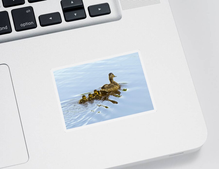 Birds Sticker featuring the photograph Mallard and Chicks by Flees Photos