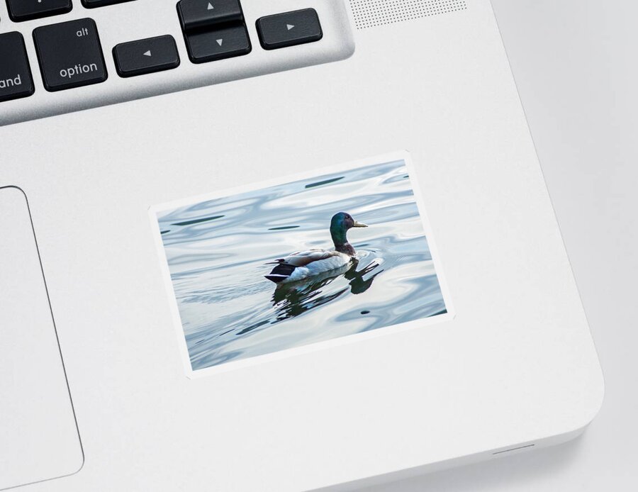 Mallard Sticker featuring the photograph Mallard Duck on a Calm Lake by Photographic Arts And Design Studio
