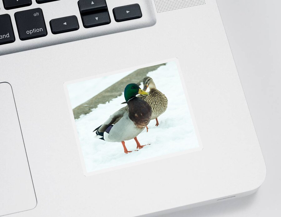 Drake Sticker featuring the photograph Mallards in the Snow by Holden The Moment