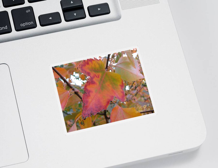 Maple Leaf Sticker featuring the photograph Maple Leaf Autumn by Mars Besso
