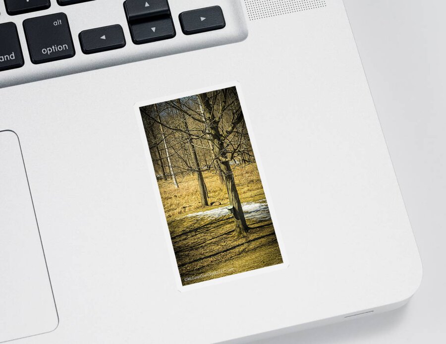 Trees Sticker featuring the photograph Maple Syrup Time by LeeAnn McLaneGoetz McLaneGoetzStudioLLCcom