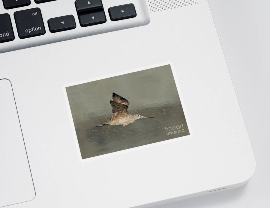 Marbled Godwit Sticker featuring the photograph Marbled Godwit by Anthony Mercieca
