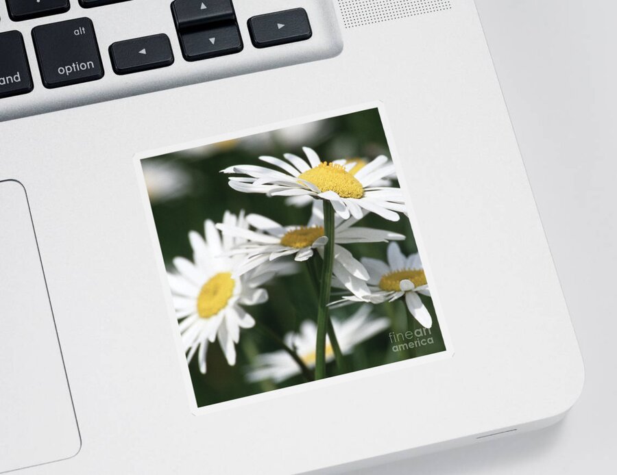 Heiko Sticker featuring the photograph Marguerite blossom by Heiko Koehrer-Wagner