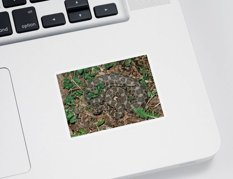 Animal Sticker featuring the photograph Massasauga Rattlesnake by Karl H. Switak
