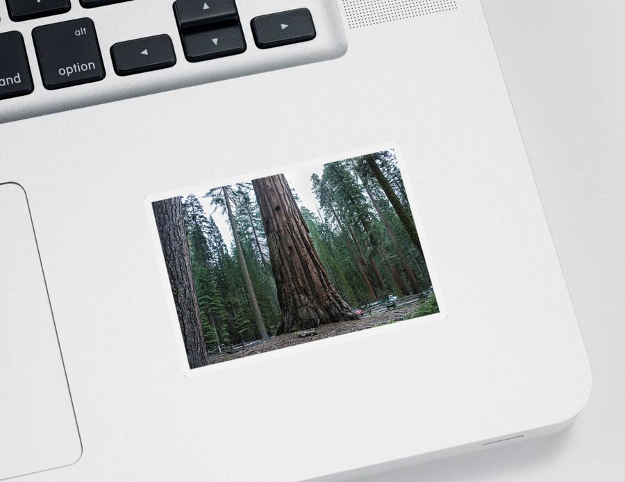 Redwoods Sticker featuring the photograph Master of the Forest by Weir Here And There