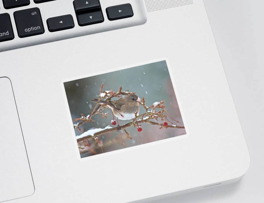 Bird Sticker featuring the photograph Maybe a Cherry or Maybe Not by Kristin Hatt