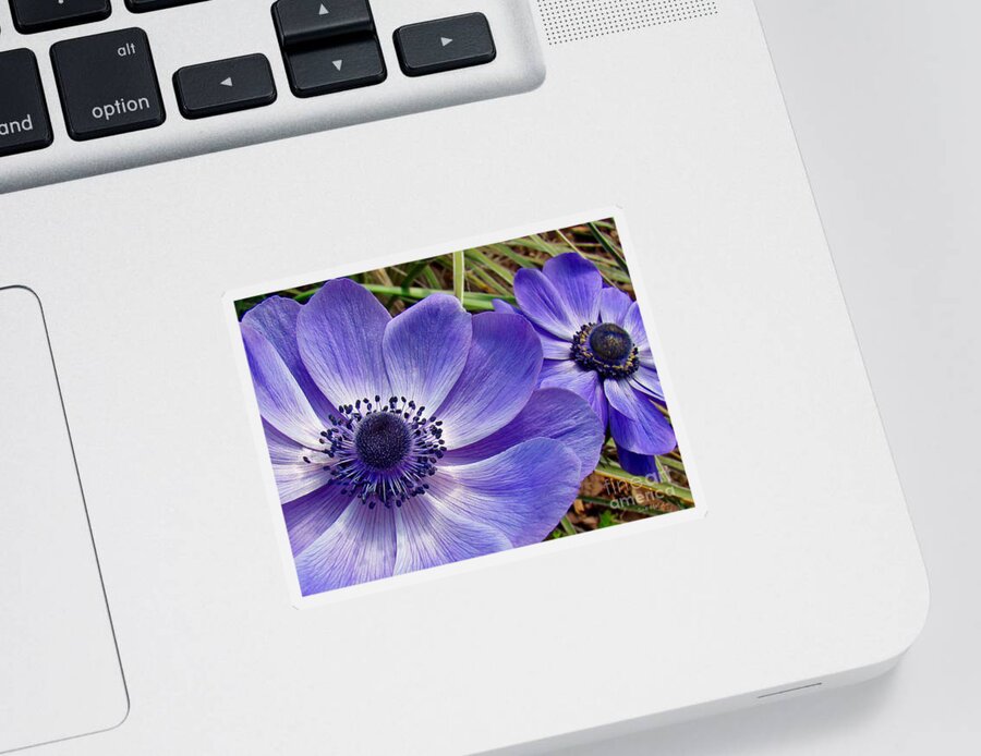 Flower Sticker featuring the photograph Me and My Shadow by Sue Melvin