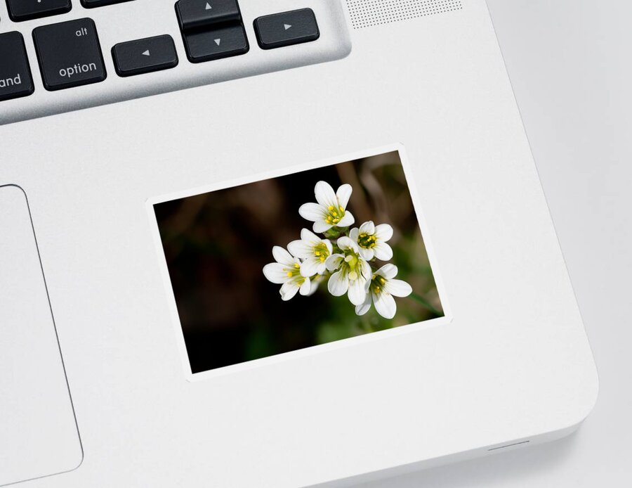 Meadow Saxifrage Sticker featuring the photograph Meadow Saxifrage by Torbjorn Swenelius