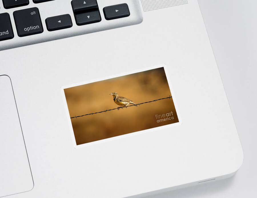 Wildlife Sticker featuring the photograph Meadowlark And Barbed Wire by Robert Frederick