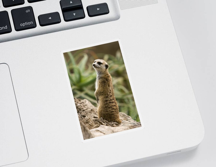 Adapted Photographs Sticker featuring the photograph Meerkat Mongoose Portrait by David Millenheft