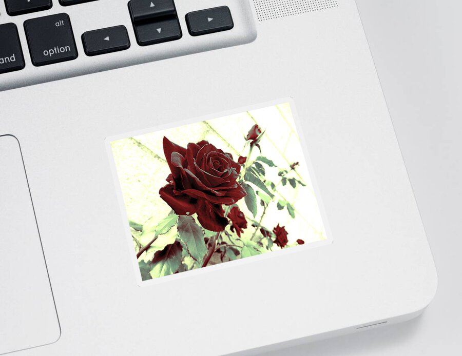 Rose Sticker featuring the photograph Melancholy Rose by Shawna Rowe