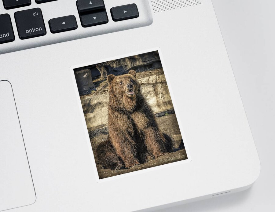 Grizzly Sticker featuring the photograph Merry Grizzly Bear   by LeeAnn McLaneGoetz McLaneGoetzStudioLLCcom