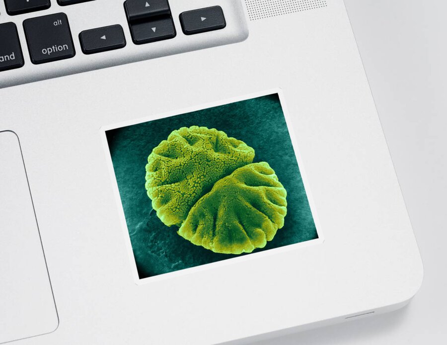 Science Sticker featuring the photograph Micrasterias Angulosa, Algae, Sem #2 by Jerome Pickett-Heaps