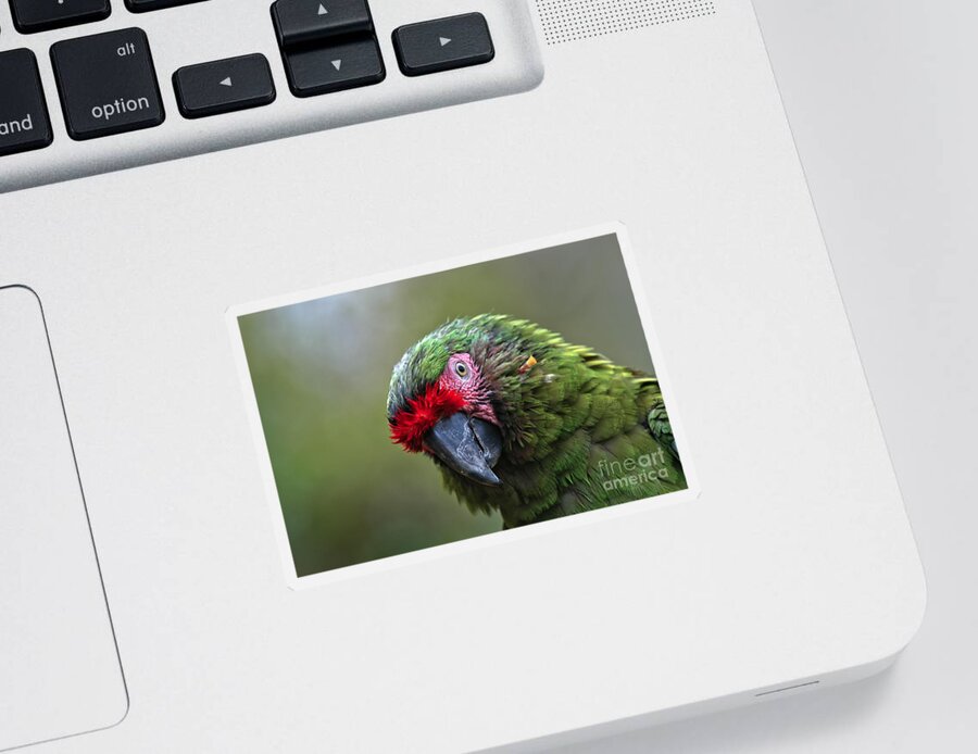 Macaw Sticker featuring the photograph Military Macaw by Al Andersen