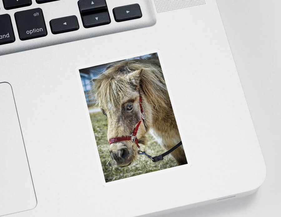 Horse Sticker featuring the photograph Minature Horse by LeeAnn McLaneGoetz McLaneGoetzStudioLLCcom