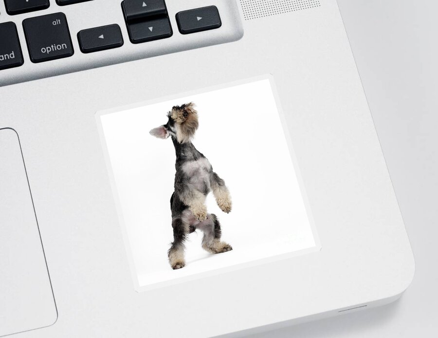 Dog Sticker featuring the photograph Miniature Schnauzer by Jean-Michel Labat