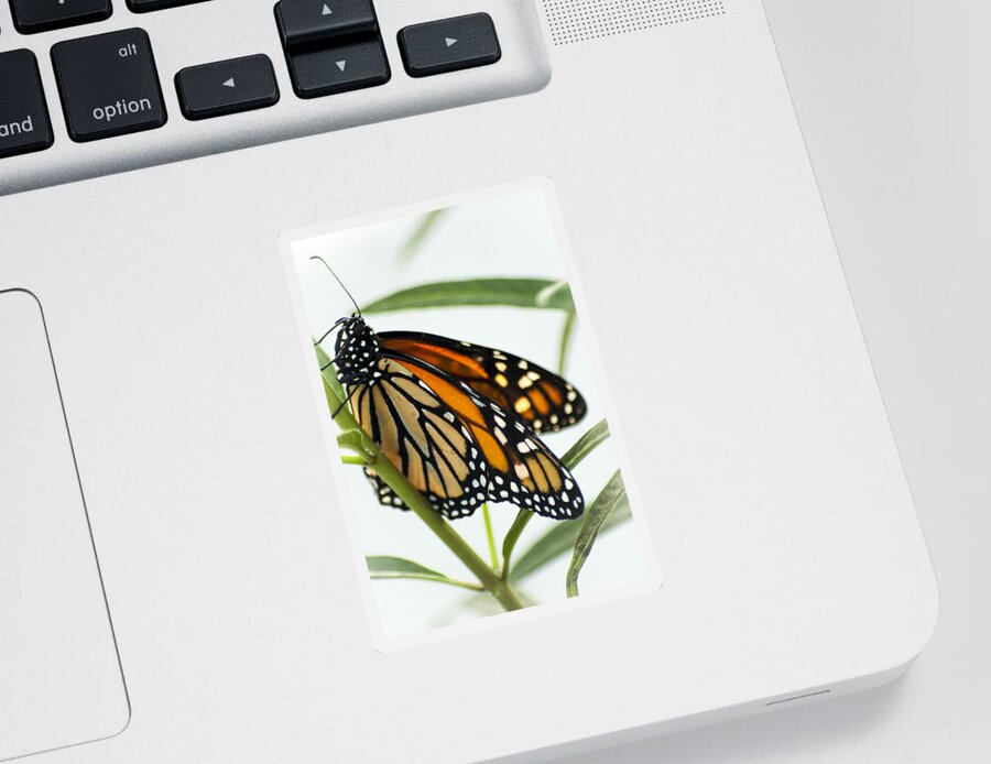 Butterfly Sticker featuring the photograph Monarch Beauty by Carolyn Marshall
