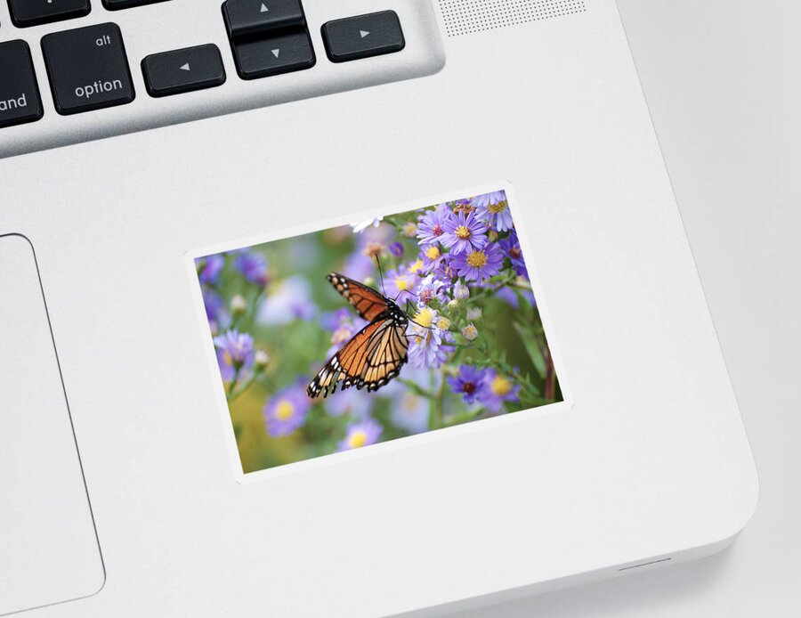 Monarch Butterfly Sticker featuring the photograph Monarch butterfly 3 by Tracy Winter