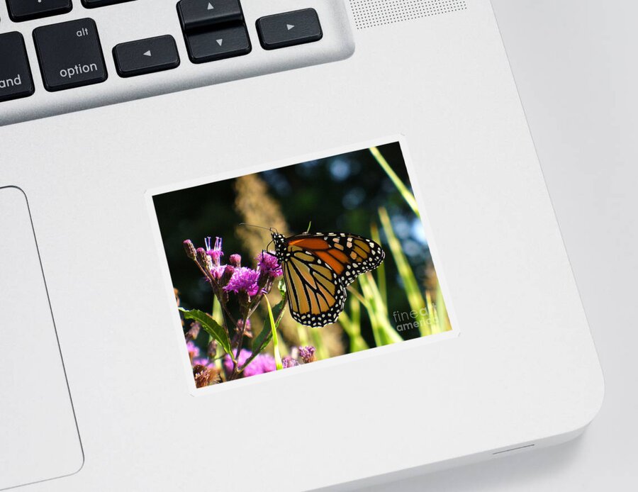 Garden Sticker featuring the photograph Monarch Butterfly by Lingfai Leung