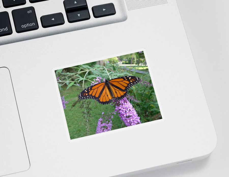 Monarch Sticker featuring the photograph Monarch Butterfly by Richard Reeve