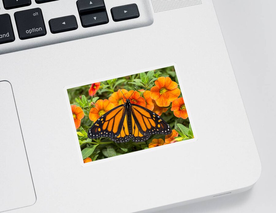 Monarch Sticker featuring the photograph Monarch resting by Garry Gay