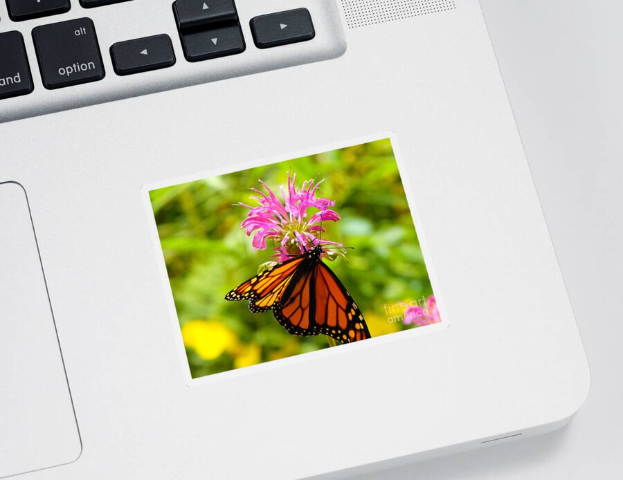 Monarch Sticker featuring the photograph Monarch Under Flower by Erick Schmidt