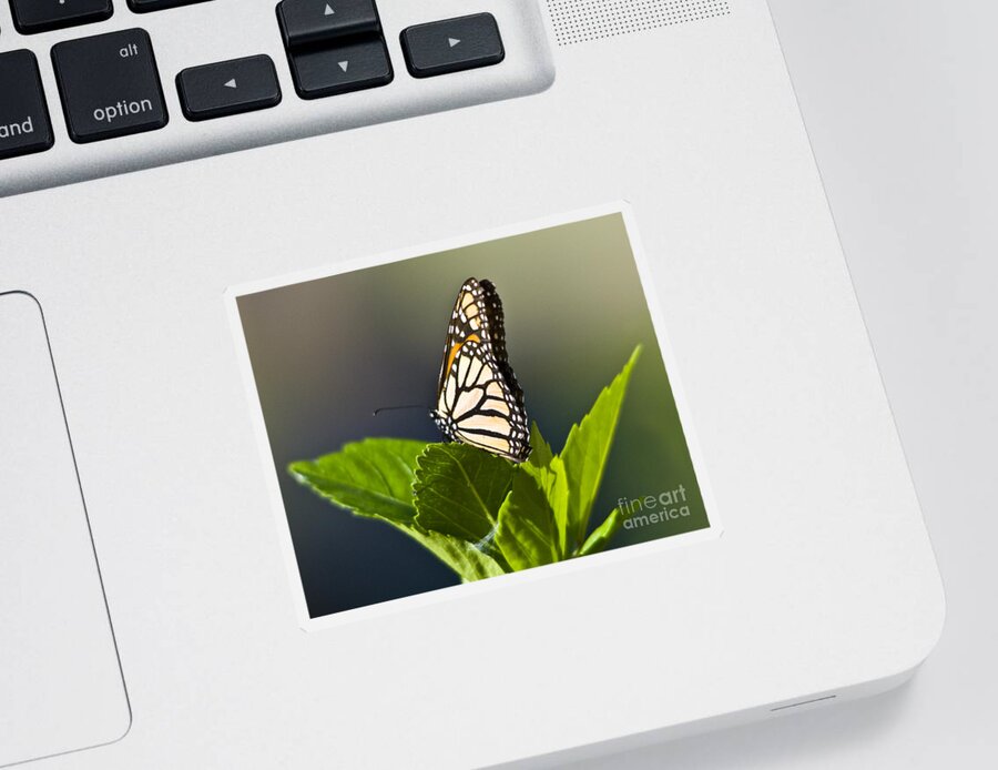 Monark Butterfly Sticker featuring the photograph Monark Butterfly No. 2 by John Greco