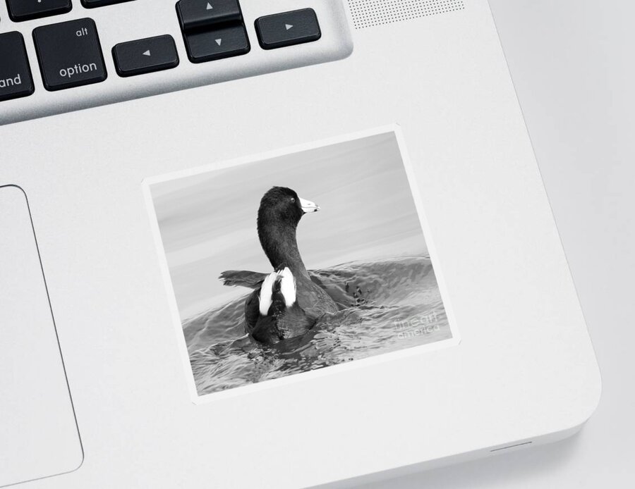 Christian Sticker featuring the photograph Monochrome American Coot by Anita Oakley