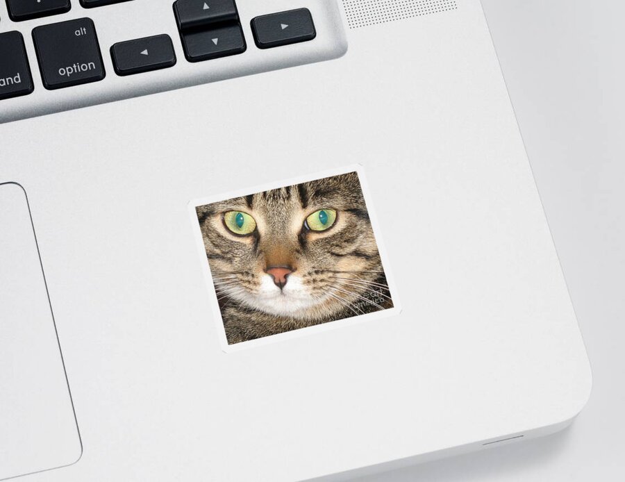 Cat Sticker featuring the photograph Monty the cat by Jolanta Anna Karolska