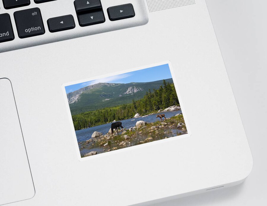 Moose Sticker featuring the photograph Moose Baxter State Park Maine by Glenn Gordon