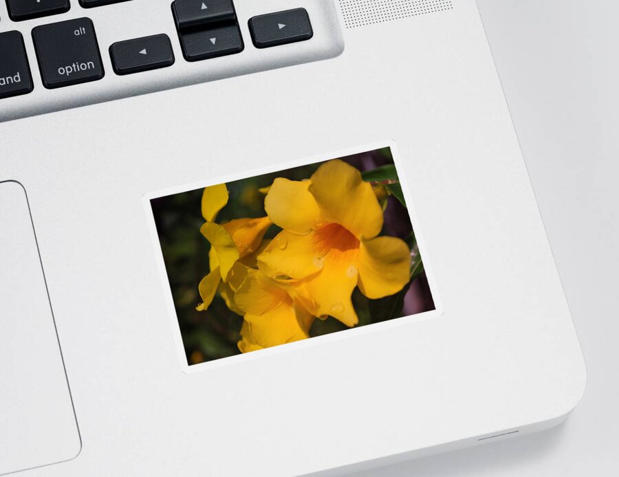 Tropic Flowers Sticker featuring the photograph Morning Delight by Miguel Winterpacht