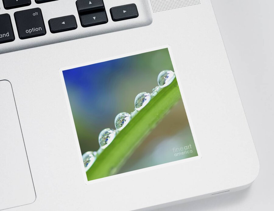 Drop Sticker featuring the photograph Morning dew drops by Heiko Koehrer-Wagner