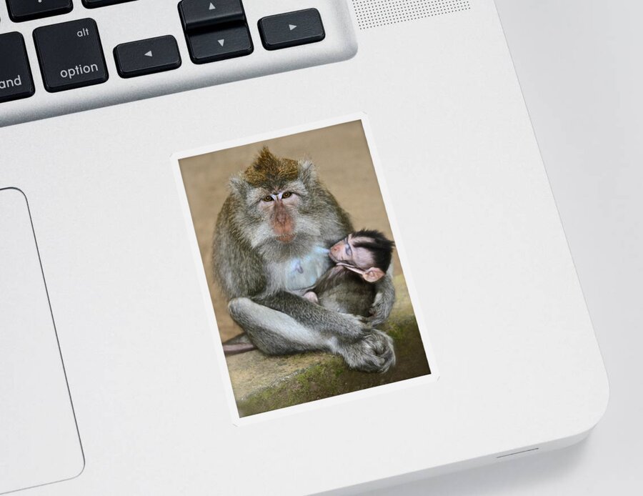 Monkeys Sticker featuring the photograph Mother Macaque and her Baby by Venetia Featherstone-Witty