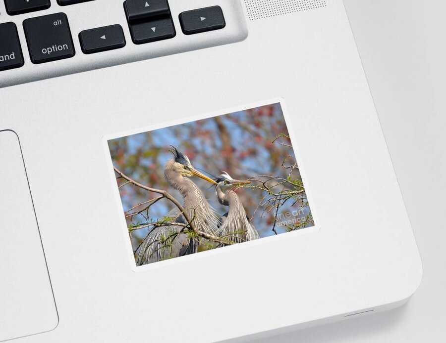 Heron Sticker featuring the photograph Mr. And Mrs. by Kathy Baccari