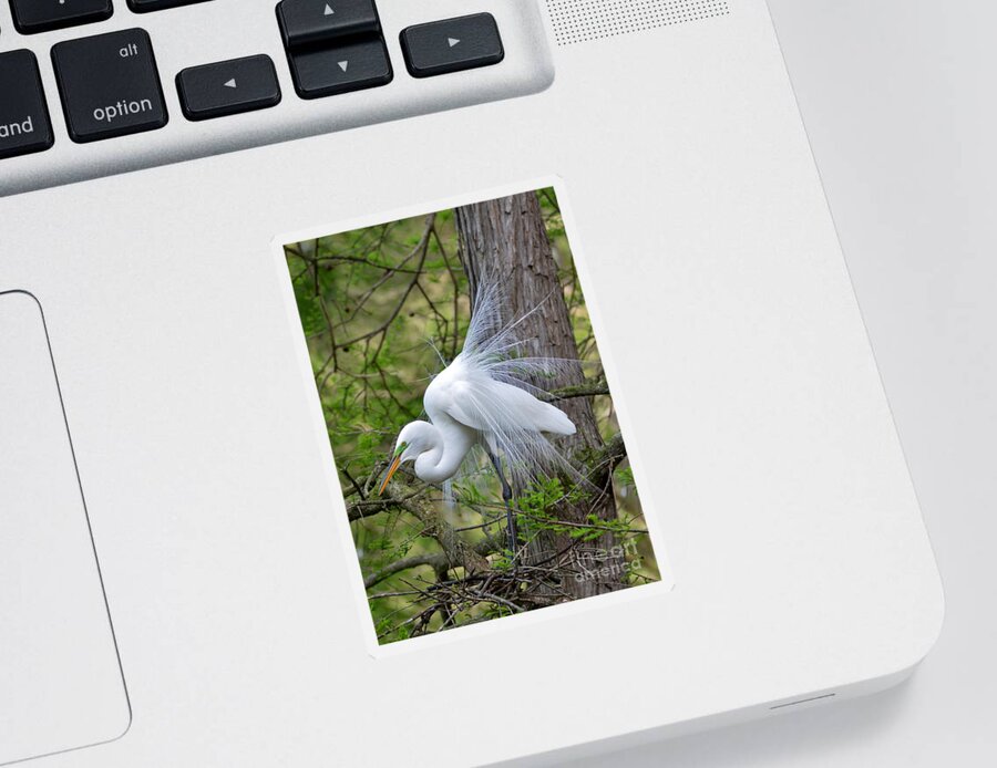 Egret Sticker featuring the photograph My Beautiful Plumage by Kathy Baccari