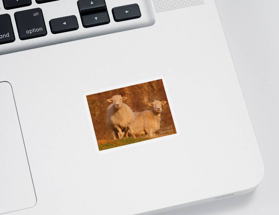 Sheep Sticker featuring the photograph My Sheep ...  by Lydia Holly
